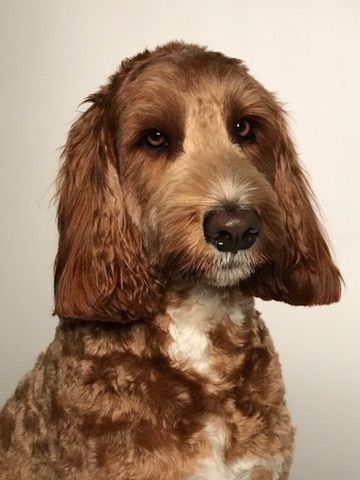 Shannon's dog portrait