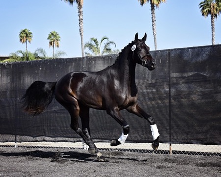Shannon's horse cantering free