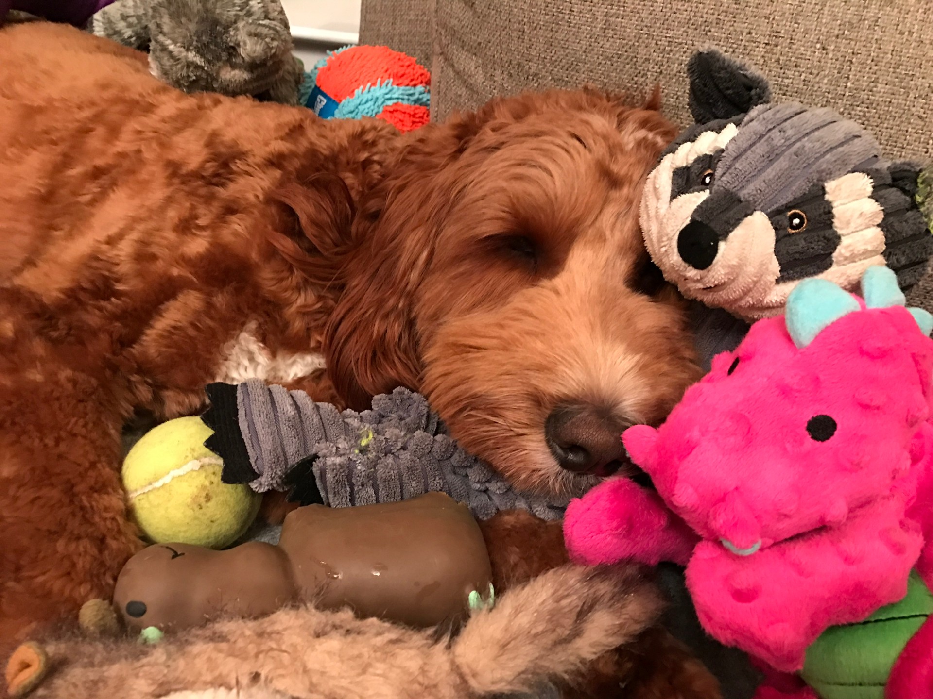 Positive-reinforcement training, on the dog's schedule